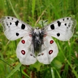 Central-European Butterfly Tour