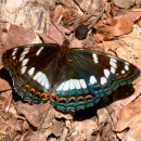 Butterflies of Macedonia