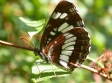 Butterflies - Western Hungary