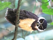 Pacific Paradise Birding - Costa Rica