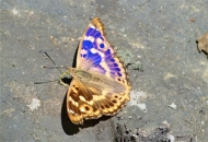 Central-European Butterfly Tour
