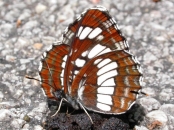 Butterflies in Eastern Hungary