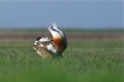 Displaying Great Bustards and all European Woodpeckers - Hungary and Slovakia
