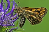 Butterflies - Western Hungary
