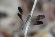 Costa Rica - Dragonfly