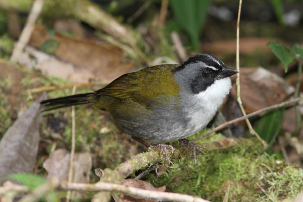 Brushfinch Stripe-headed Brushfinch-Birding-Wildlife  Photography Tour in Colombia by Ecotours-Worldwidecom-IMG