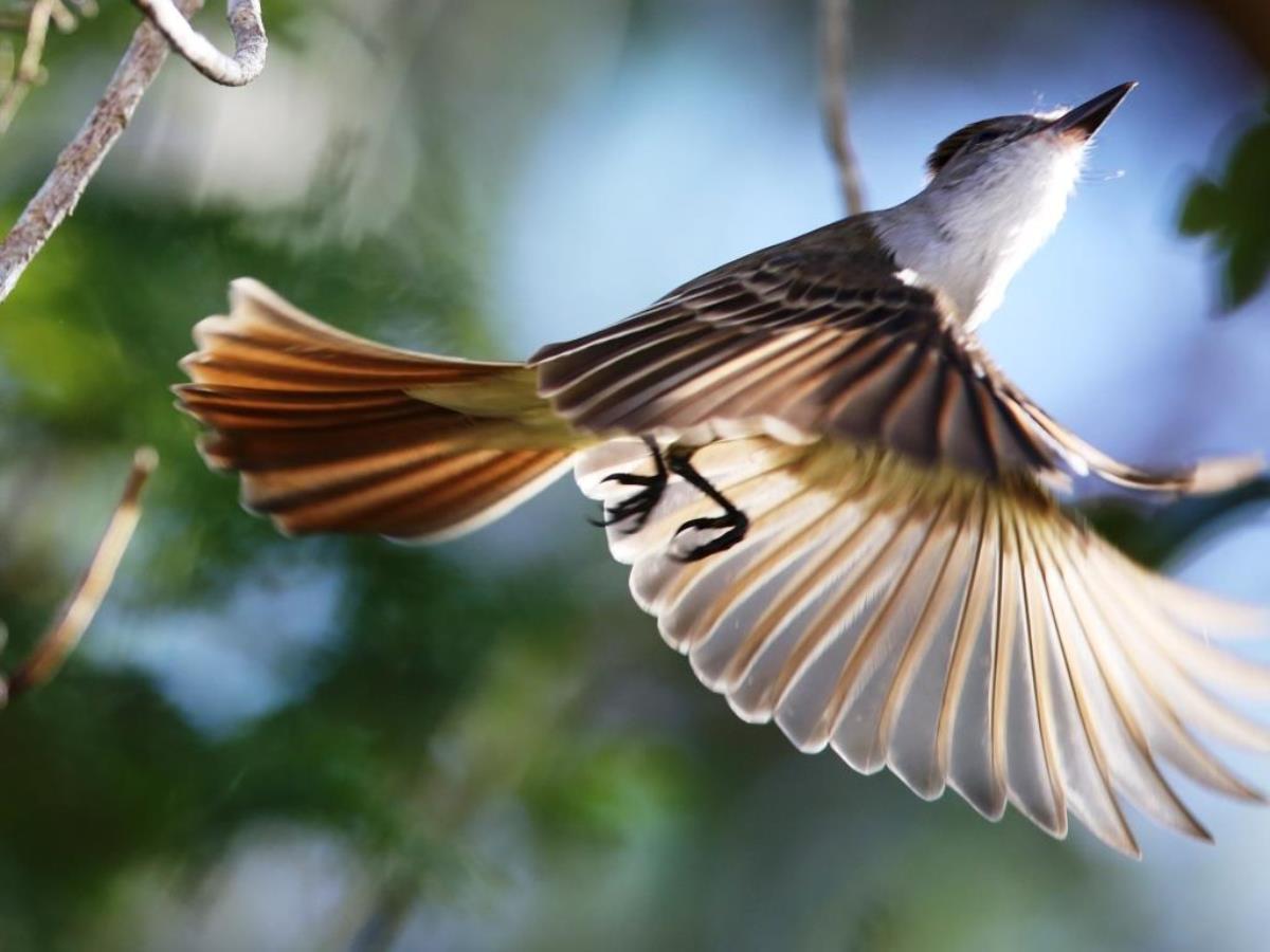 Flycatcher Brown-crested flight-Birding-Wildlife-Photography Tours Belize  Yucatan Mexico-Ecotours-Worldwidecom-S05A