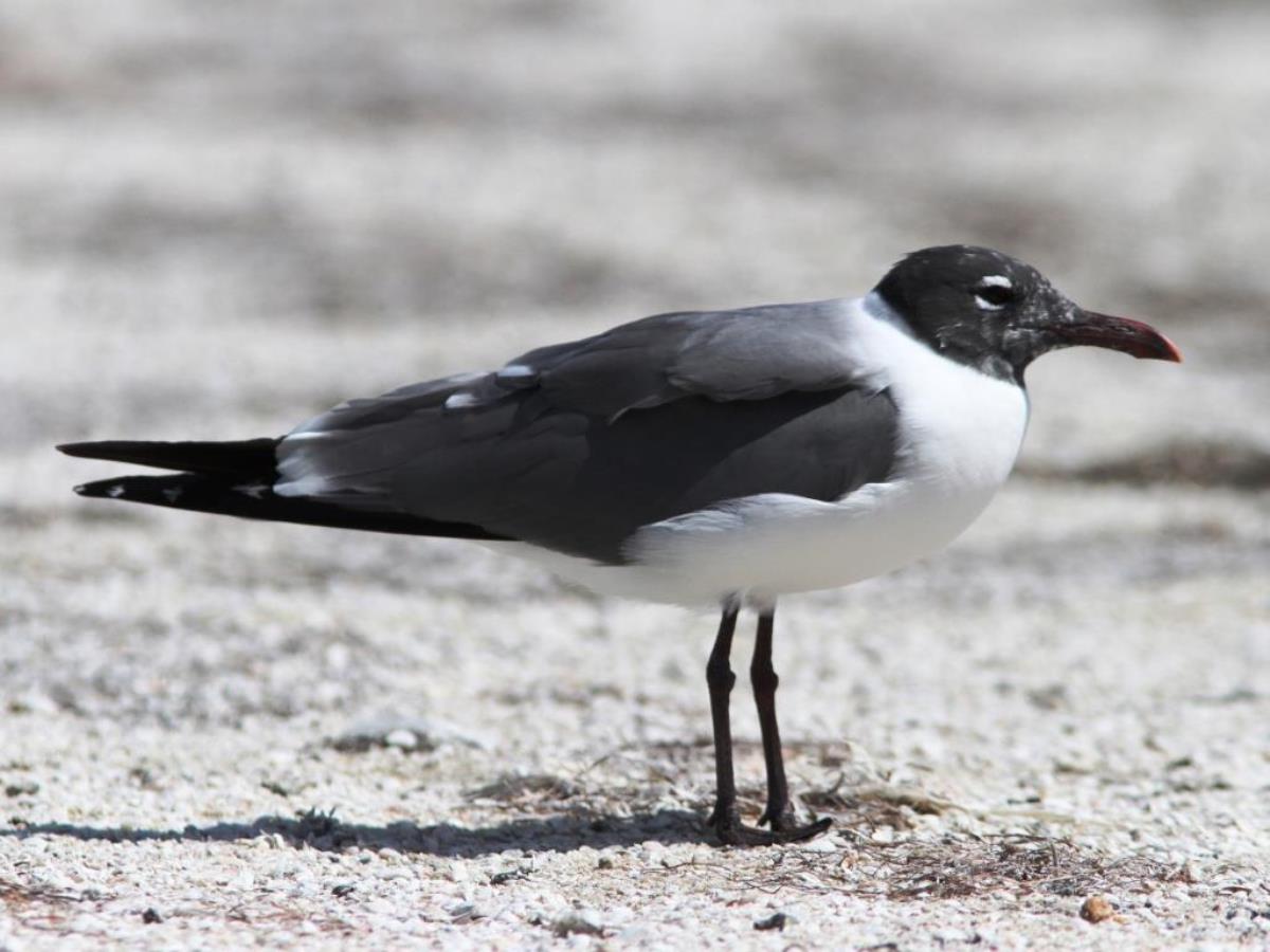 Gull Laughing-Birding-Wildlife-Photography Tours Belize  Yucatan Mexico-Ecotours-Worldwidecom-IMG