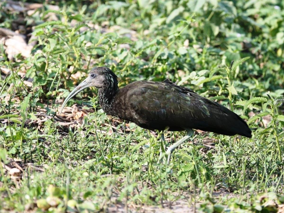 Ibis Green-Brazil Pantanal-Ecotours-Worldwidecom-S05A