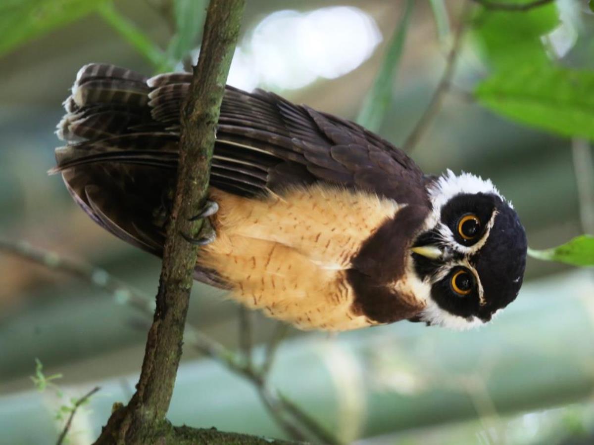 Owl Spectacled-Birding Tour Costa Rica-Ecotours-ToucanBirdingEcolodge-costaricacom-S05A