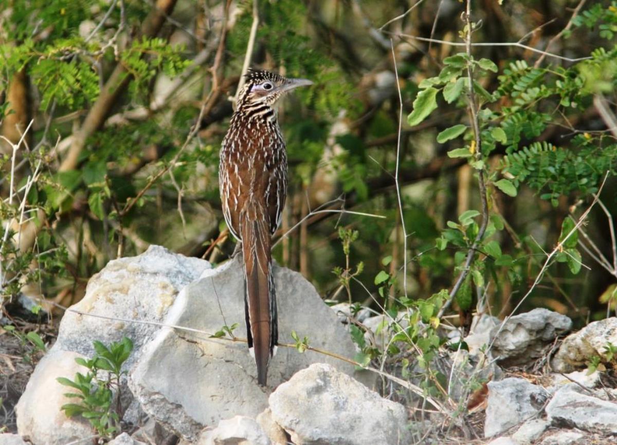 Roadrunner Lesser-Birding-Wildlife-Photography Tours Belize  Yucatan Mexico-Ecotours-Worldwidecom-BEST