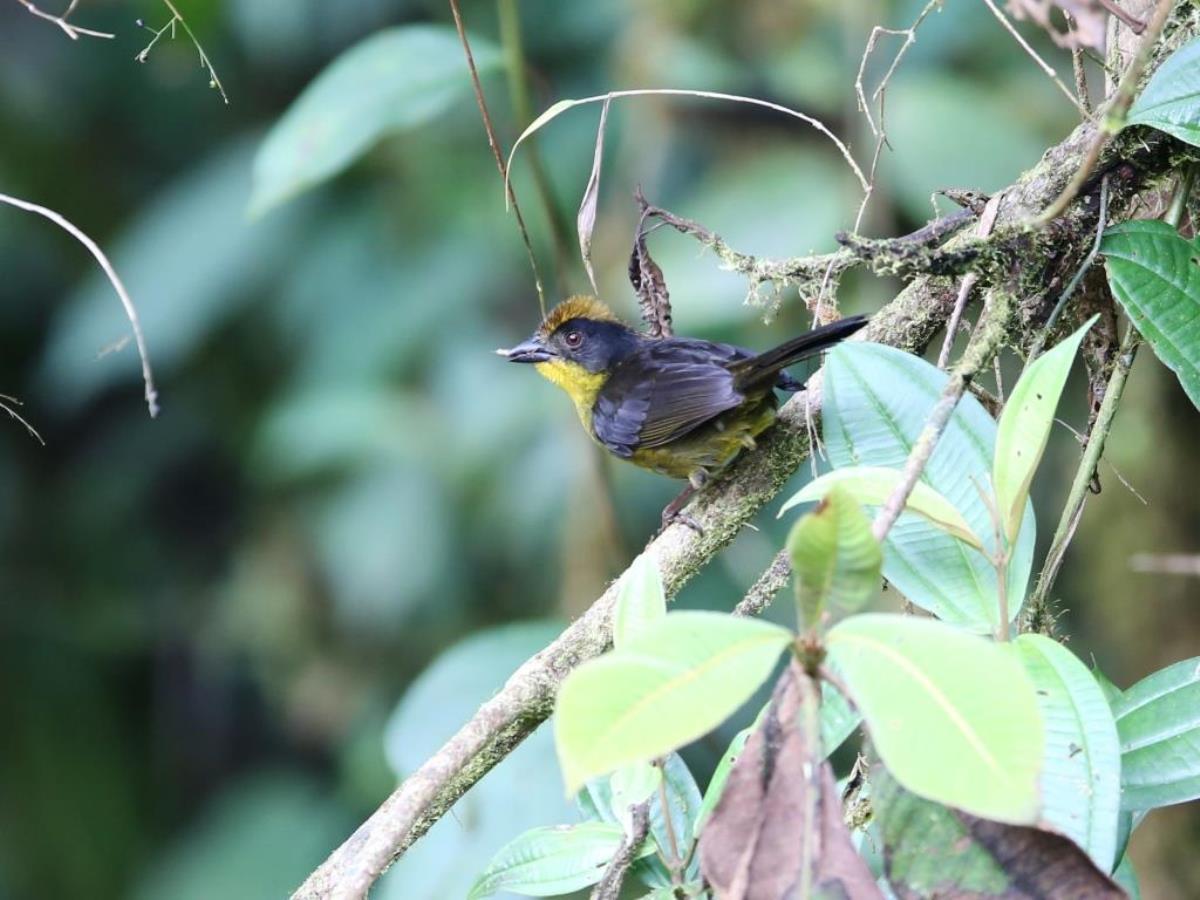 Tanager Dusky-faced-Colombia-Birding  Wildlife Tour-Ecotours-Worldwidecom-S05A7830
