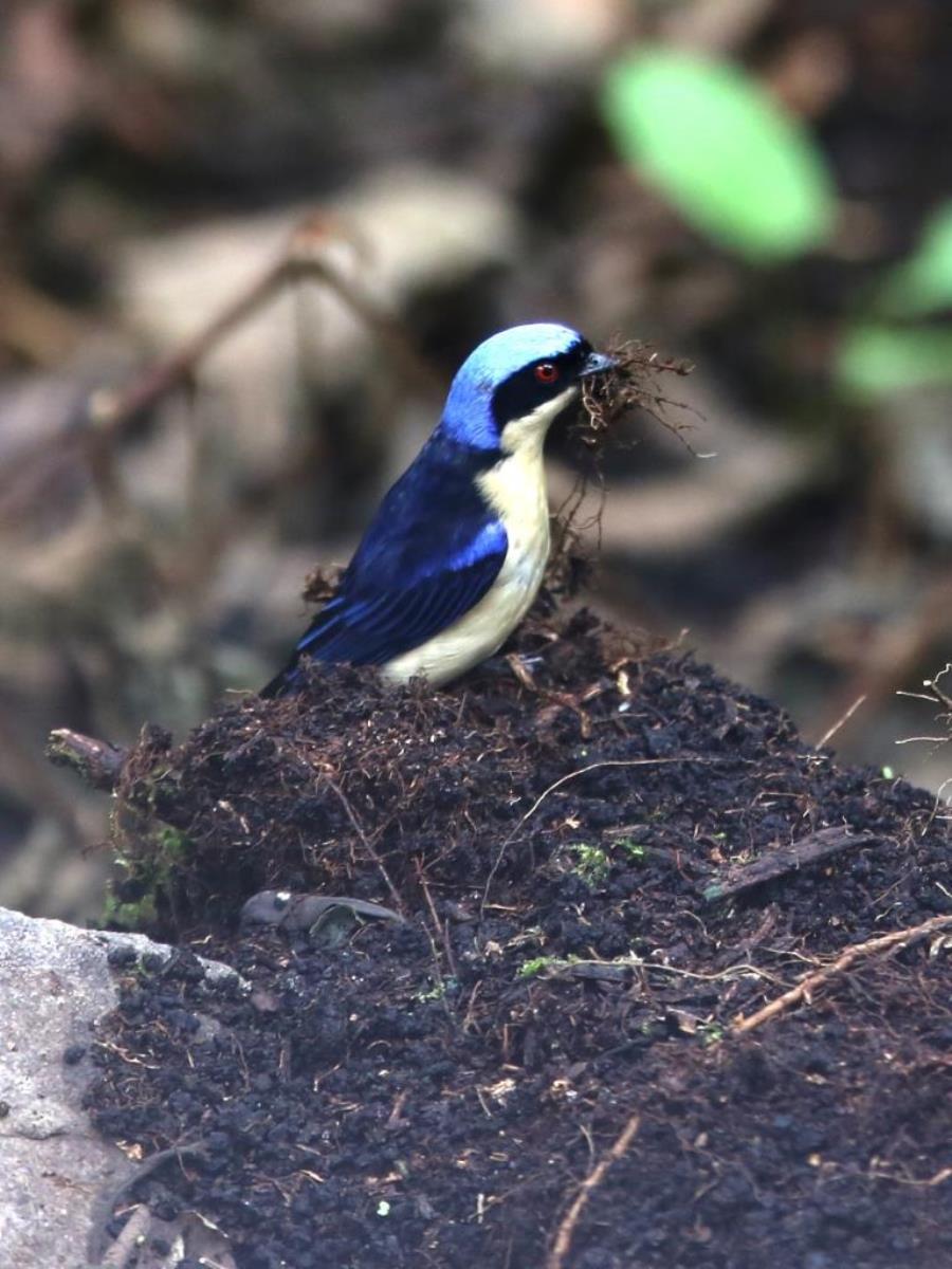 Tanager Fawn-breasted male Colombia-Birding  Wildlife Tour-Ecotours-Worldwidecom-S05A7067