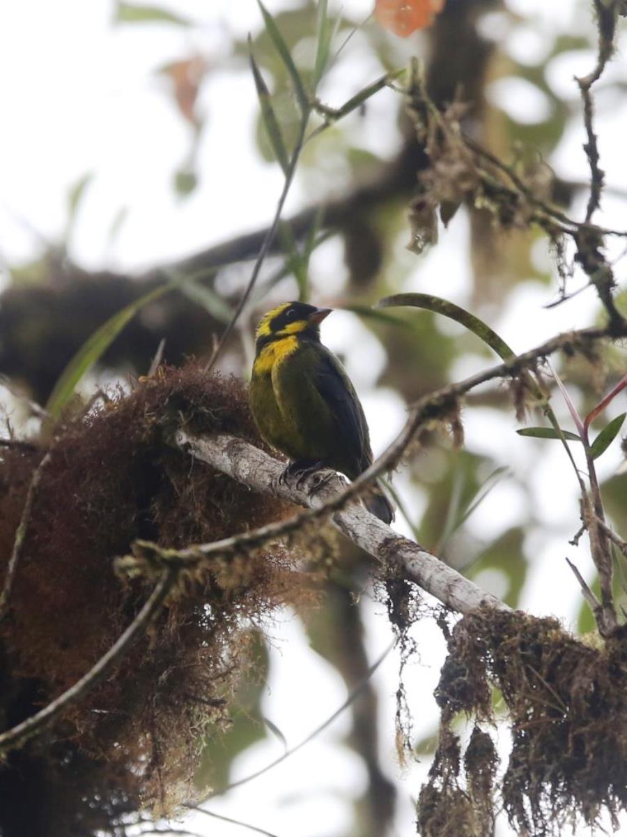 Tanager Golden-ringed ENDEMIC-Colombia-Birding  Wildlife Tour-Ecotours-Worldwidecom-S05A7886