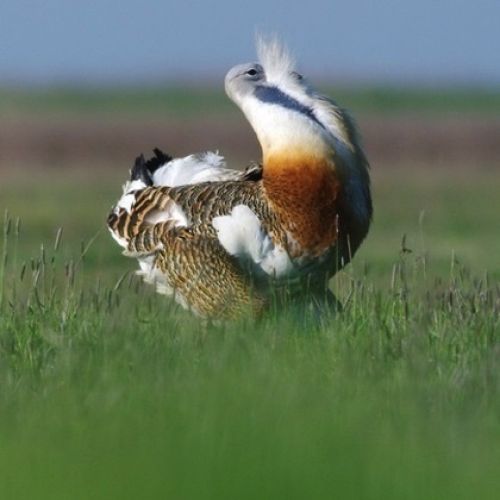 Birding holidays - Europe